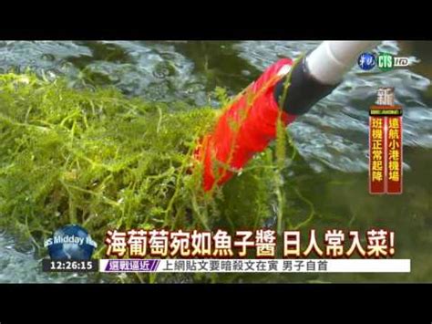 海葡萄果實可以吃嗎|海葡萄樹果實能吃嗎？食用指南 